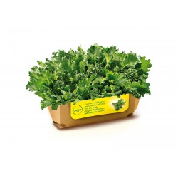 Napolitaanse broccoli -...